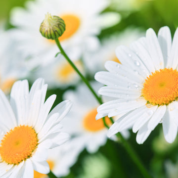 Seriously Soothing Jelly Milk Makeup Remover