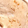 Close-up of a textured beige surface with brown specks